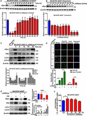 L-Asparaginase Exerts Neuroprotective Effects in an SH-SY5Y-A53T Model of Parkinson’s Disease by Regulating Glutamine Metabolism